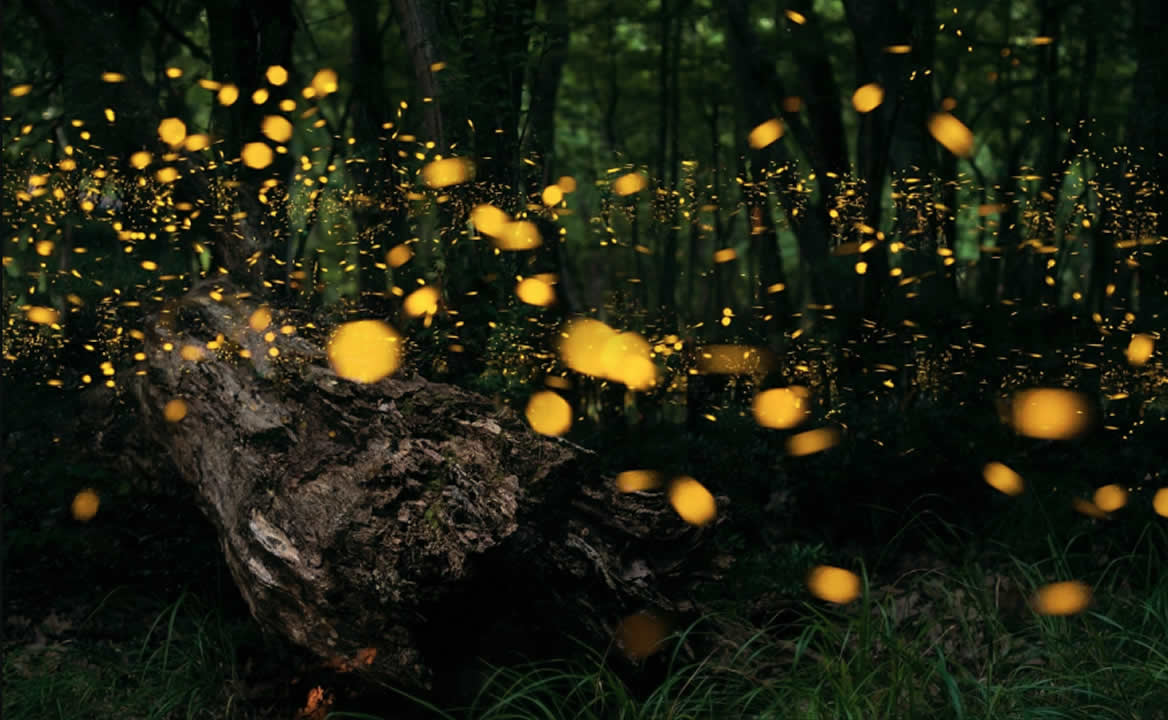 Cuándo inicia la temporada de avistamiento de luciérnagas 2022 en Nanacamilpa, a 2 horas de CDMX