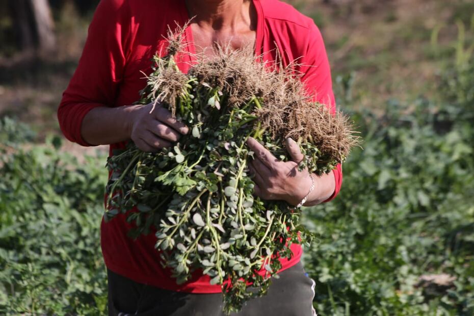 Por lo menos en 5 municipios del estado aún se emplean algunos tipos de químicos contra las plagas | EsImagen