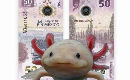 Si coleccionas billetes de ajolote ¡felicidades, valen 12 millones de pesos!