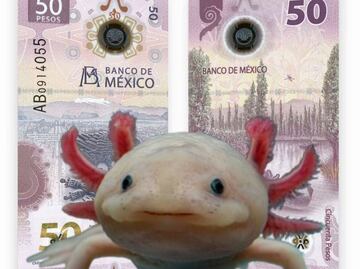 Si coleccionas billetes de ajolote ¡felicidades, valen 12 millones de pesos!