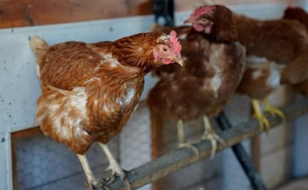 Salud Puebla monitorea granjas avícolas de Tehuacán tras primer deceso influenza aviar