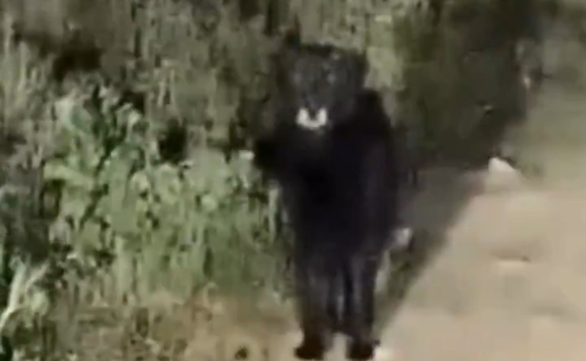 Un supuesto chupacabras fue captado en video | Foto: Captura de video