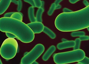 ¿Qué es la bacteria klebsiella oxytoca y cuáles son los síntomas?