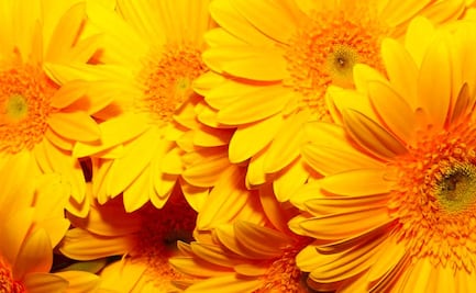 Crece boom de las flores amarillas. Te explicamos el origen de esta tendencia