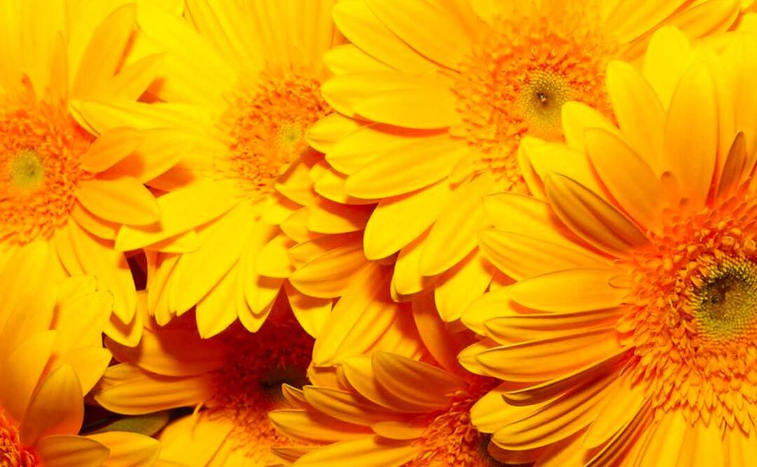 En el hemisferio sur inicia la primavera esta fecha | Foto: Plantas para jardín