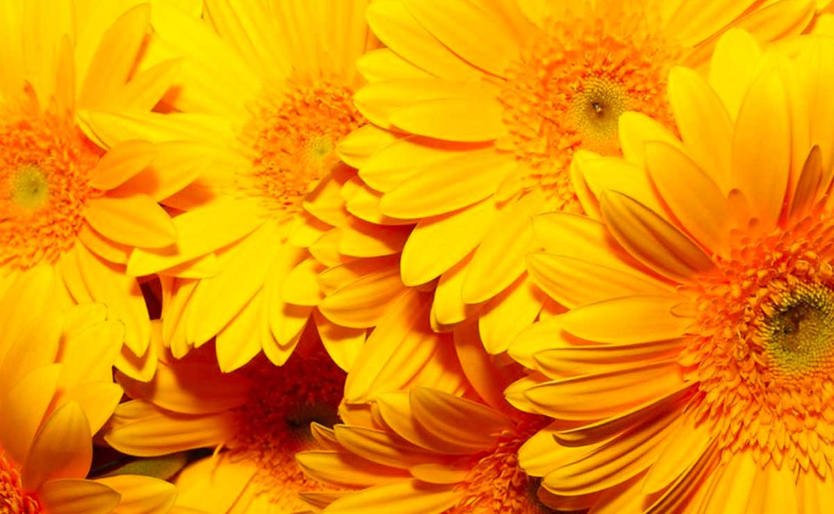 Crece boom de las flores amarillas. Te explicamos el origen de esta tendencia