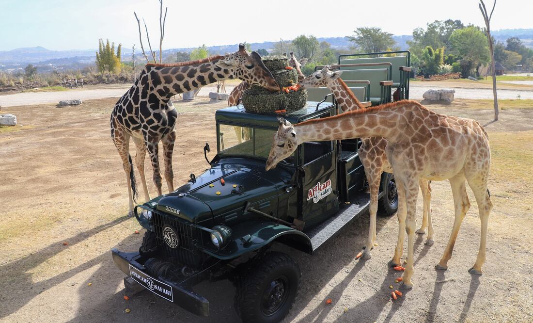 Esta es tu oportunidad para trabajar en Africam Safari y contribuir a la conservación de las especies | Foto: Agencia Es Imagen para El Universal Puebla
