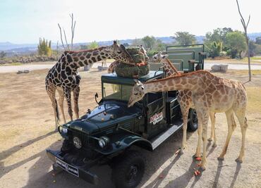 Vacantes para trabajar en Africam Safari, conoce todos los detalles
