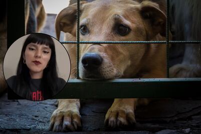 VIDEO Denuncian a falso veterinario en Puebla por maltrato animal
