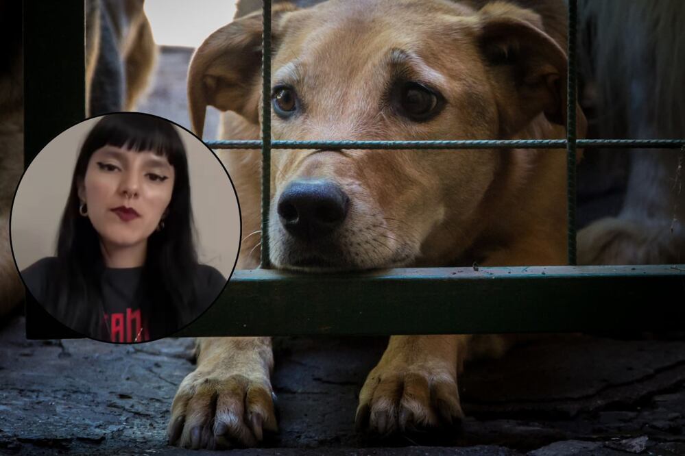 Denuncian en redes sociales, a través de un video, a un presunto falso veterinario por maltrato animal | Foto: Captura de video Alma Gutiérrez / Archivo Magnific