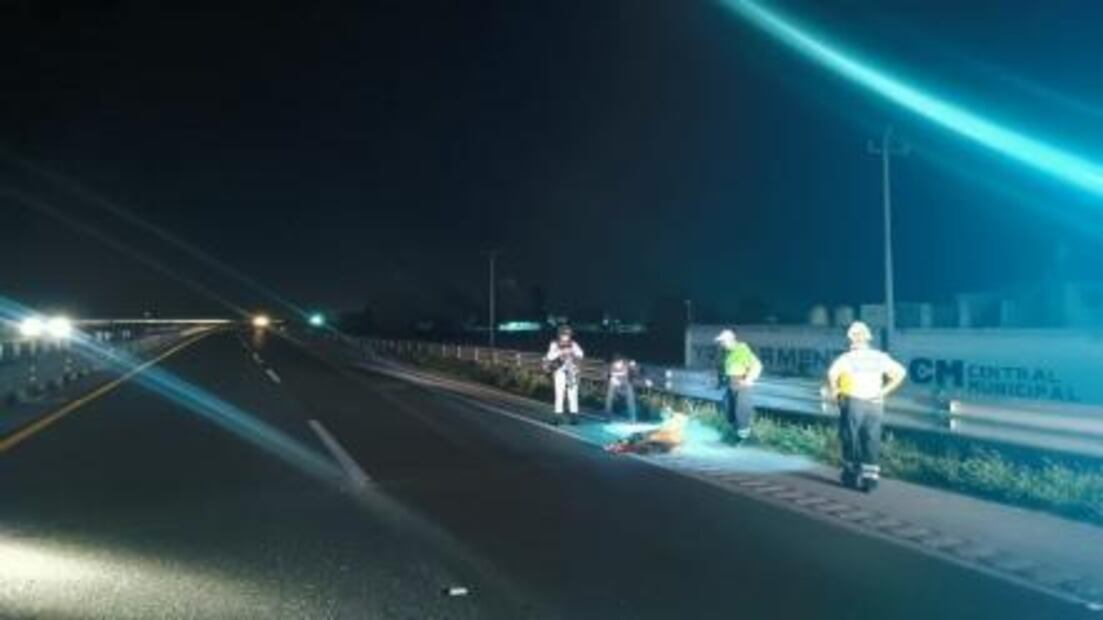 Caballo provoca accidente en la Puebla-Orizaba y deja cinco lesionados 