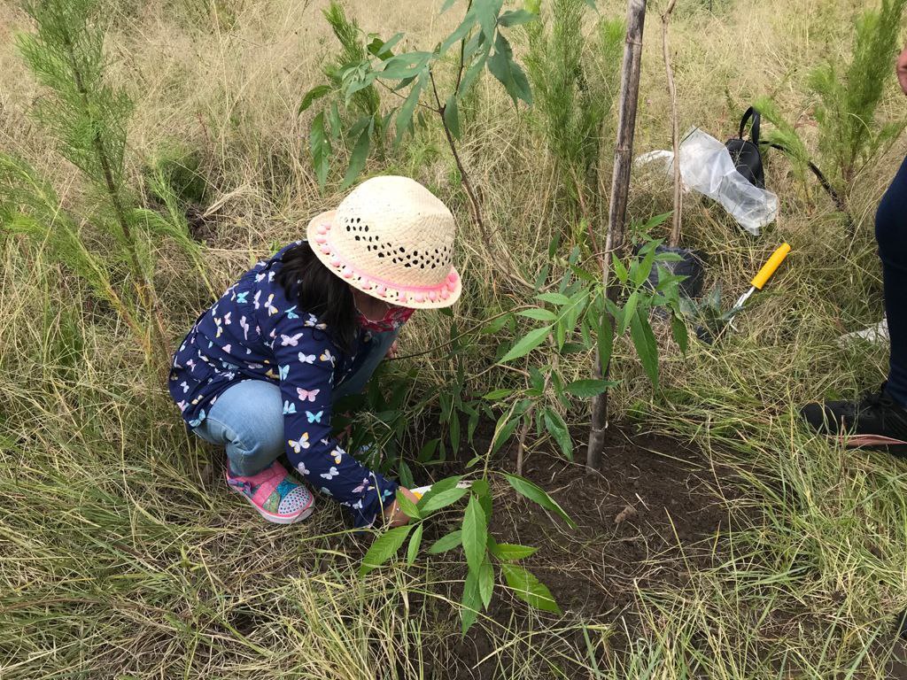 Siembran 200 arbolitos en el cerro de Amalucan