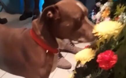VIDEO. Perro se despide de su dueña en su funeral y se hace viral 