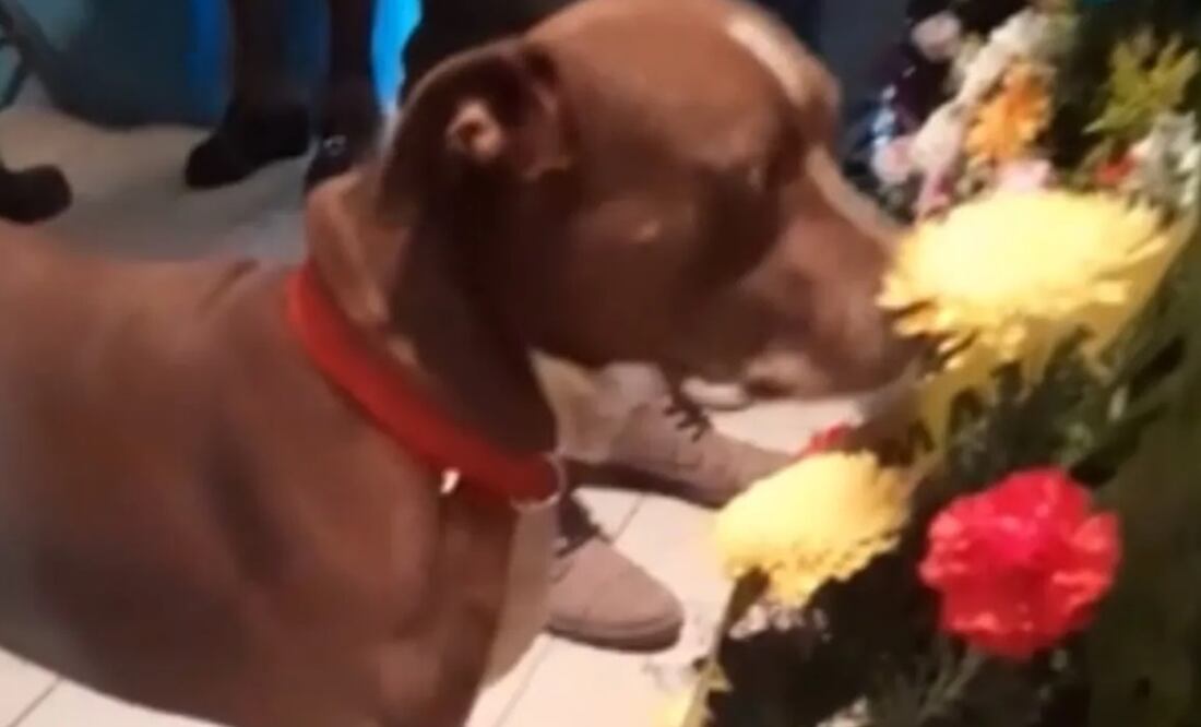 El perrito de Chihuahua, México, se acercó al féretro para oler y entender qué pasaba con su dueña. Foto: Tomada del video