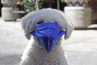 PERRITO CON CUBREBOCA EN PUEBLA