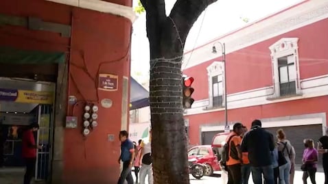 Medio Ambiente sustituirá árbol en la 5 de mayo por riesgo de caída