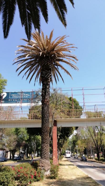 Evitarán la tala de 150 palmeras del bulevar 5 de Mayo y el zócalo