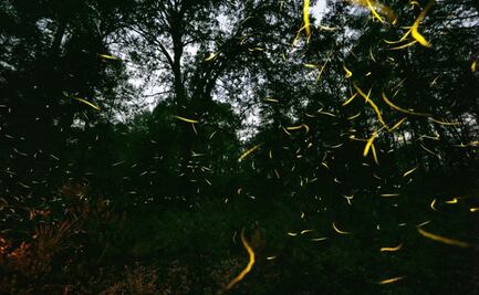 Así es el avistamiento de luciérnagas en Tlatlauquitepec, un espectáculo maravilloso
