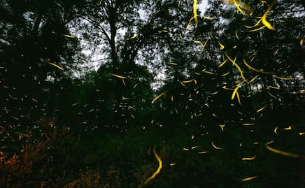 Así es el avistamiento de luciérnagas en Tlatlauquitepec, un espectáculo maravilloso