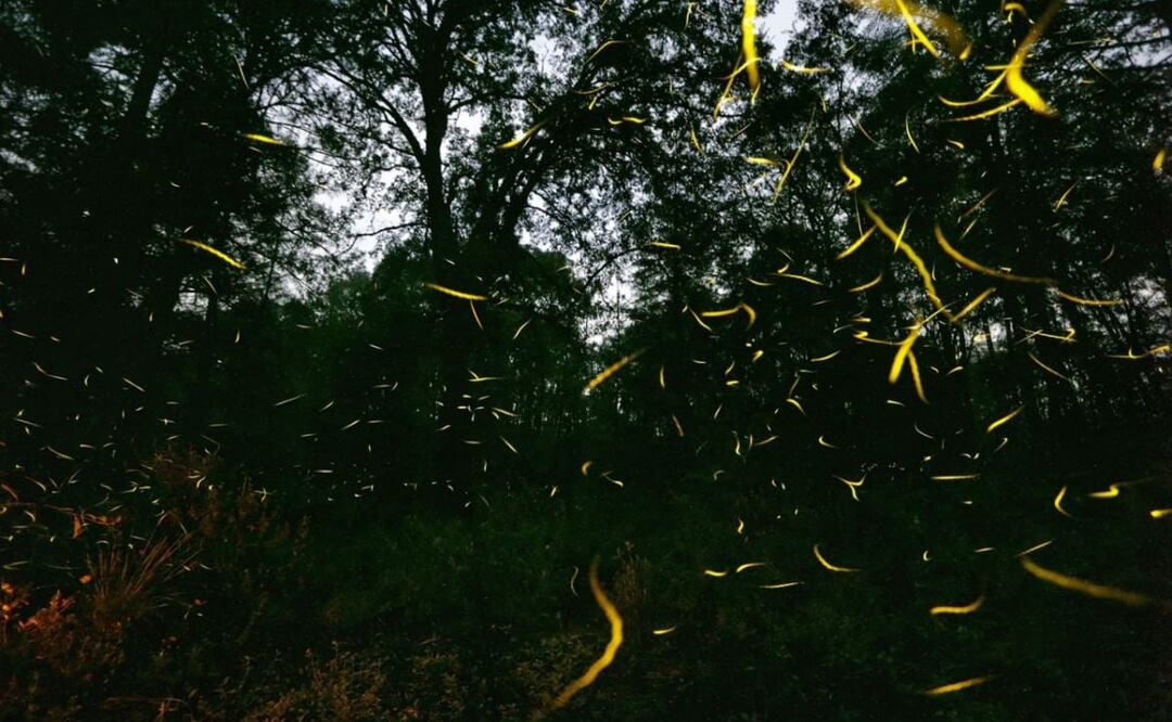 A las luciérnagas les encantan las áreas húmedas, por eso es posible avistarlas en el Pueblo Mágico de Tlatlauquitepec. | Foto: Agencia Es Imagen para El Universal Puebla