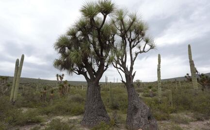 Las tres reservas naturales en Puebla dignas de Instagram