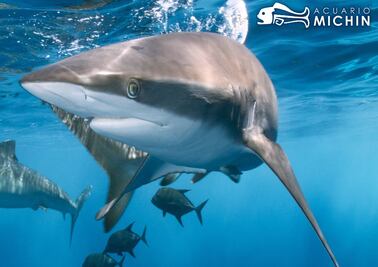 Acuario Michin Puebla ¿Cuáles serán sus horarios en los días de Semana Santa?