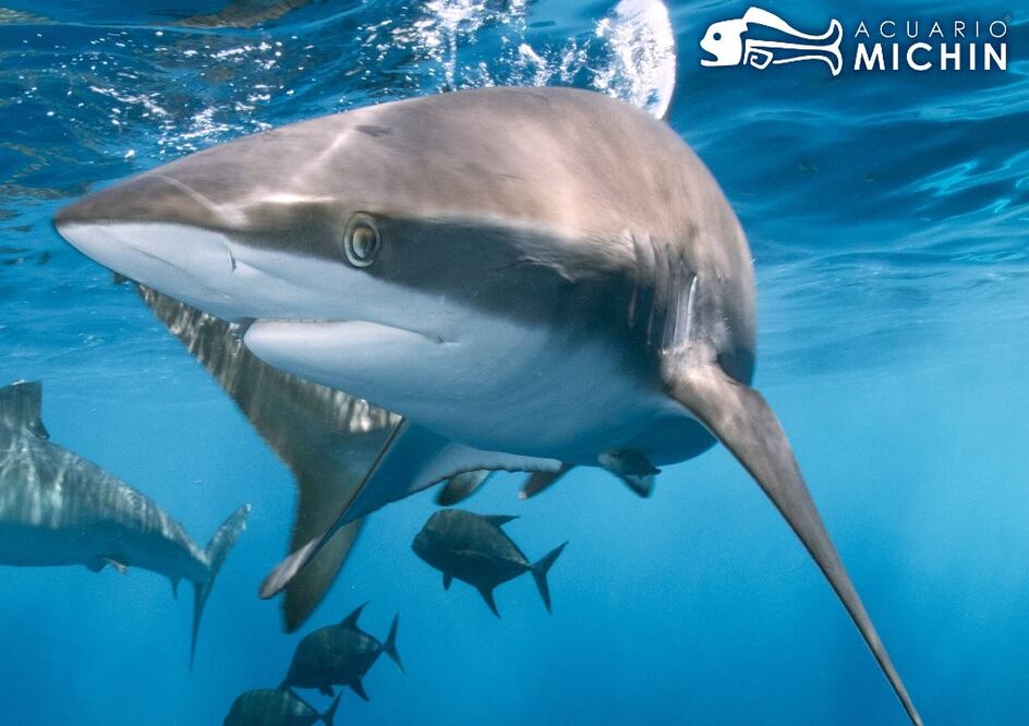 Acuario Michin Puebla / Foto: twitter.com/michinpuebla