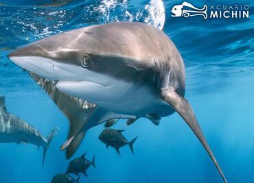 Acuario Michin Puebla ¿Cuáles serán sus horarios en los días de Semana Santa?