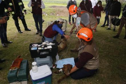 El rescate de los perros Spike y Spay en el socavón de Puebla en fotos y video