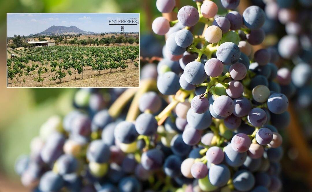 Agosto es el mes de cosecha en los viñedos | Foto: Entreerres Viñedos / Canva