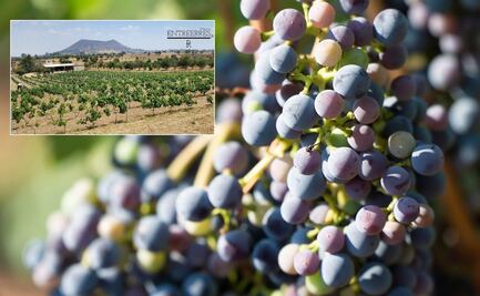 Este es el viñedo poblano que debes visitar en agosto por la vendimia