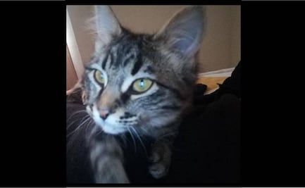 Niños imitan al crimen organizado; asesinan a gatita y amenazan a su dueña