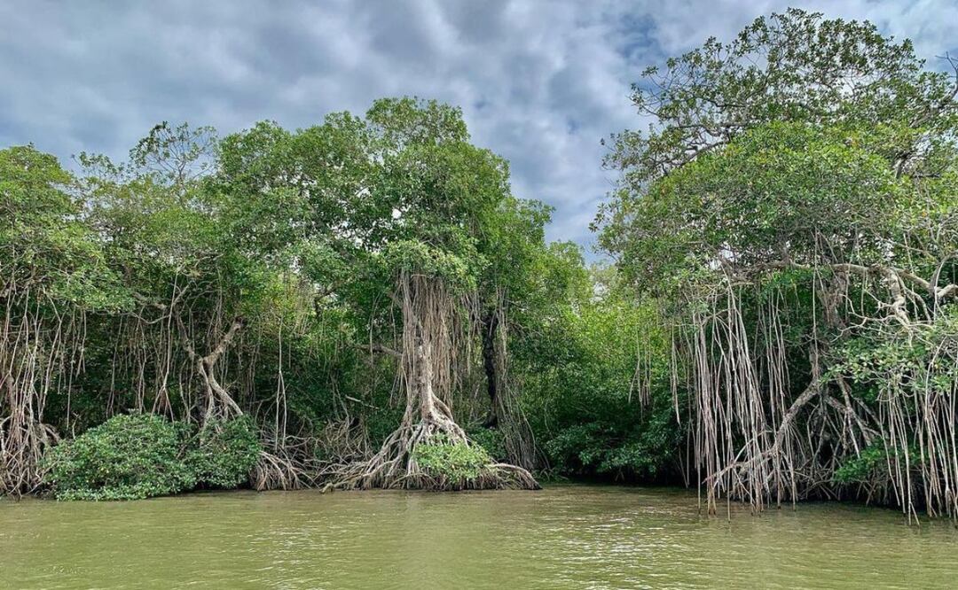 Los manglares de Tecolutla están cerca de Puebla y son muy importantes para atenuar los efectos del cambio climático | Foto: Instagram jemocruz