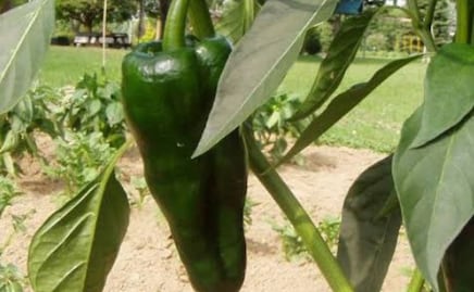Estudian cultivo del chile poblano de hidroponia por contaminación del río Atoyac