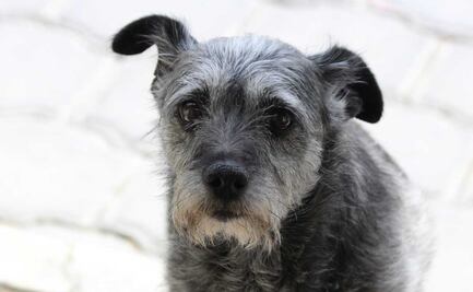 Maltrato animal se castiga en Puebla, conoce los motivos de sanción