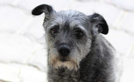 Maltrato animal se castiga en Puebla, conoce los motivos de sanción