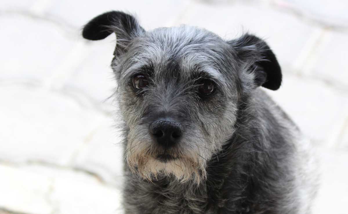 Maltrato animal se castiga en Puebla, conoce los motivos de sanción