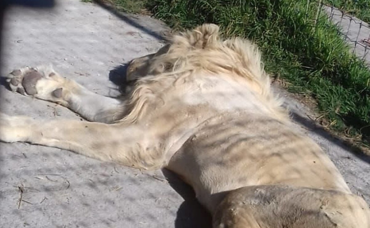 Exhiben a leones heridos; se comen entre ellos
