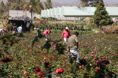 Por esta razón la ceniza del volcán Popocatépetl es buena para las plantas