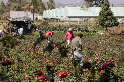 Por esta razón la ceniza del volcán Popocatépetl es buena para las plantas