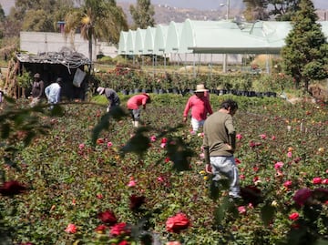 Por esta razón la ceniza del volcán Popocatépetl es buena para las plantas
