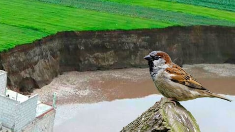 VIDEO Gorriones, los nuevos inquilinos de los agujeros del socavón