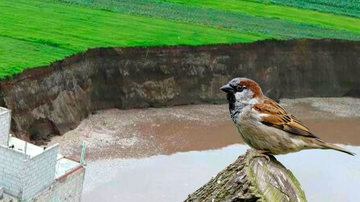 VIDEO Gorriones, los nuevos inquilinos de los agujeros del socavón