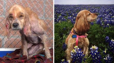 Feliz Día del Perro. Fotos sorprendentes del antes y después de su adopción