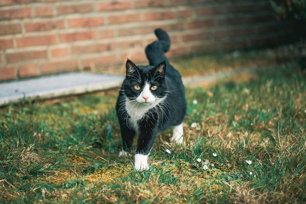 Descifrando el lenguaje de la cola de los gatos. Fuente: Freepik.