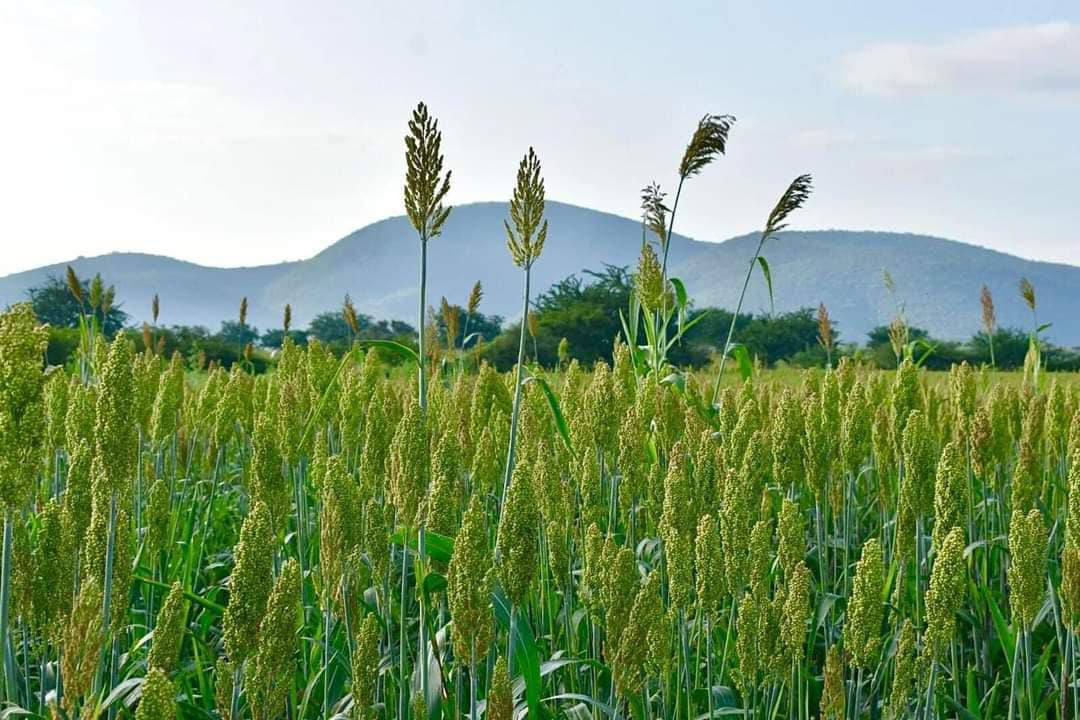 Rancho Nuevo Michapita | Foto: Ayuntamiento de Huaquechula