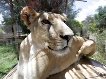 ¿Conoces la guardería de leones? Visítala en Africam Safari