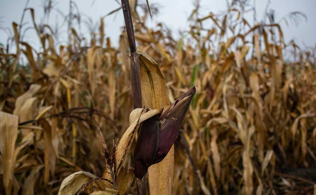 Las zonas con cultivos que podrían estar contaminados se ubican en Texmelucan, Huejotzingo, Tetlatlahuca y Tecamachalco | foto: Agencia Es Imagen para El Universal Puebla
