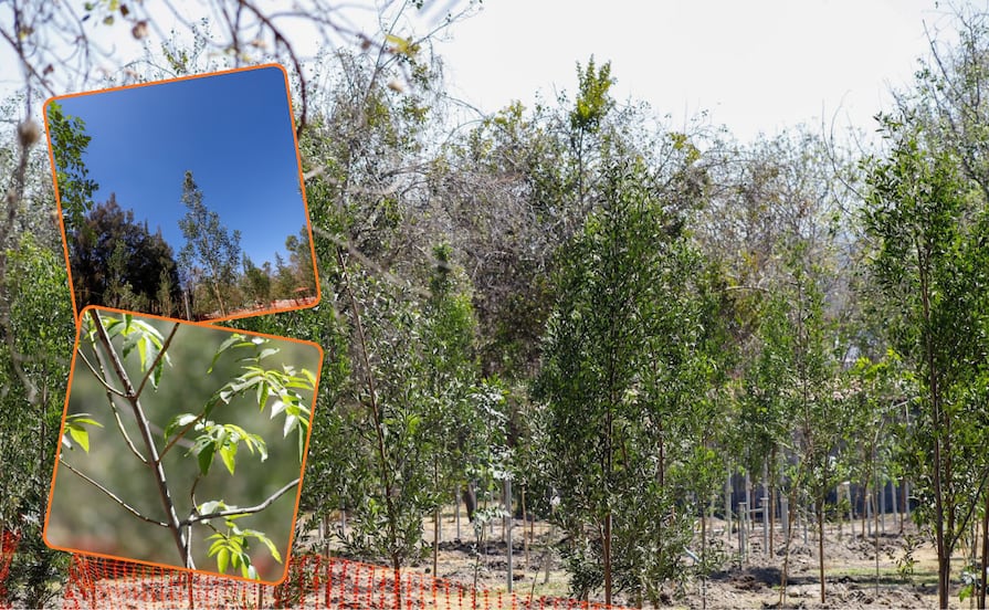 Invita el gobernador Armenta Mier a ambientalistas a sumarse al cuidado de los bosques poblanos