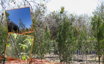 Invita el gobernador Armenta Mier a ambientalistas a sumarse al cuidado de los bosques poblanos